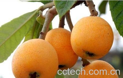 枇杷的药用价值 枇杷的药用功效-0