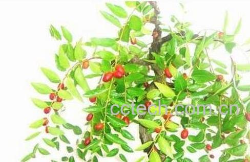 枣树的养殖方法和病虫害防治-0