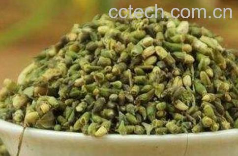 槐花茶的功效与作用及制作方法-1