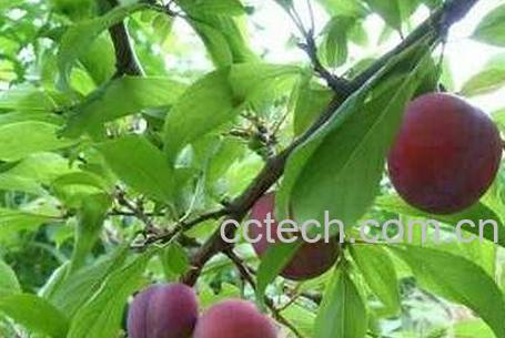 蜡李叶的功效-0