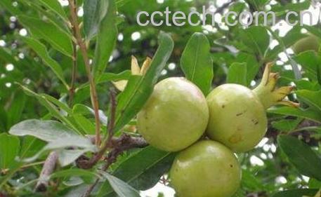 白石榴叶泡茶喝的功效-0