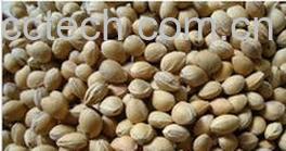 果蔬百科樱桃核-0