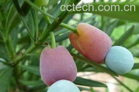 罗汉松果的功效作用-0