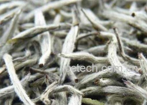 怀孕可以喝白茶吗 怀孕喝白茶的好处和坏处-0