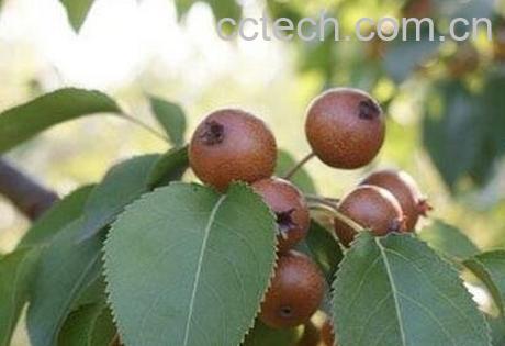 鹿梨的功效与作用-0