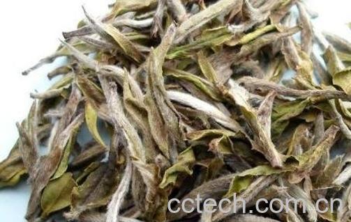 怀孕可以喝白茶吗 怀孕喝白茶的好处和坏处-1