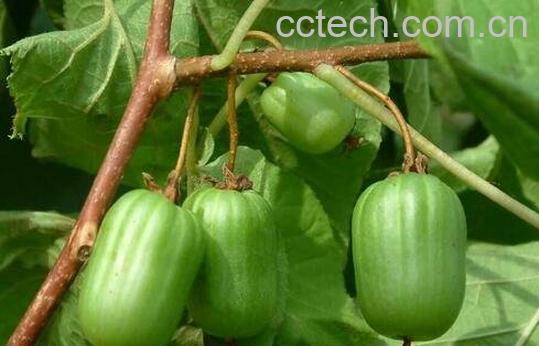 狗枣子有什么营养-0