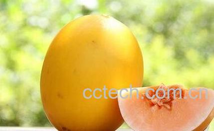 哈密瓜伊丽莎白的功效与作用-0