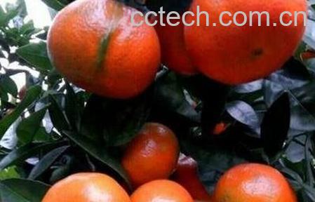 柑核的功效与作用-0