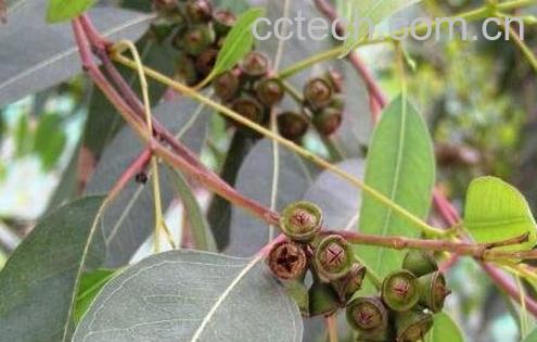 蓝桉果实的作用 蓝桉果实的营养价值-0