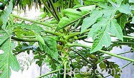 木瓜叶的营养价值 吃木瓜叶的禁忌-0