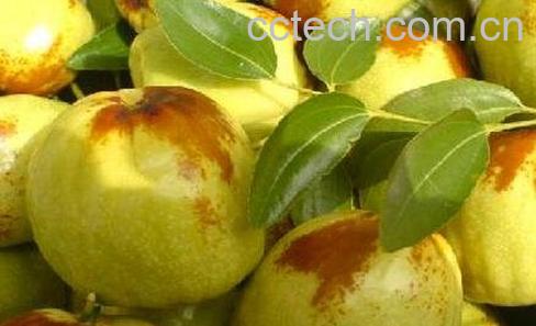 广枣的功效与作用及禁忌-0