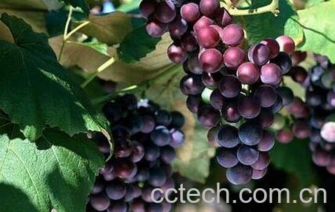 葡萄籽与车厘子的区别-0