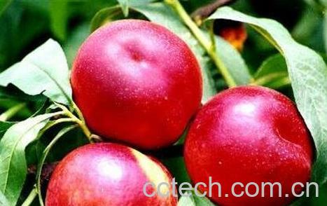 红心油桃的功效与作用-0