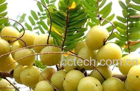 余甘果不能和什么同食-0