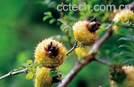 刺梨的功效与作用及食用方法-0