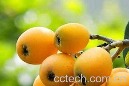 枇杷的食用禁忌-0