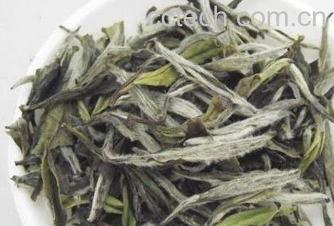 福鼎大白茶的功效与作用-1