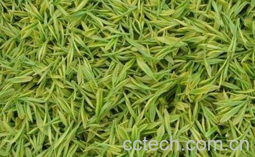 溧阳白茶的功效与作用 喝溧阳白茶的好处-1