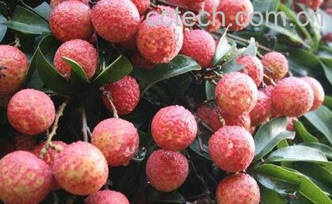 荔枝根的功效与作用禁忌-0