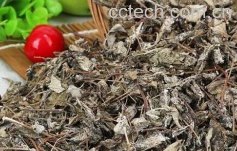 溪黄草茶的功效与作用 溪黄草的药用价值-0