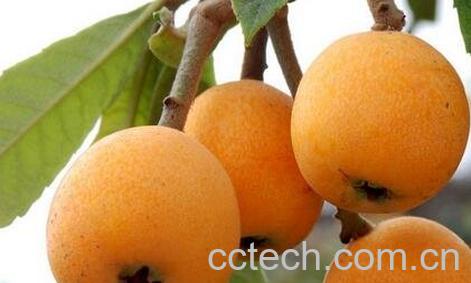 枇杷粉的功效和作用 枇杷粉怎么吃-0