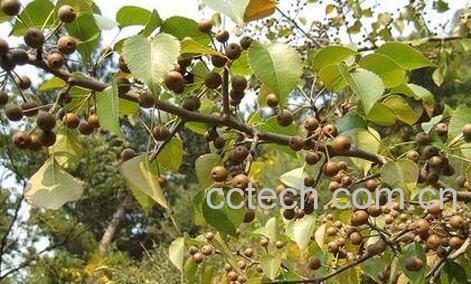 杜梨的功效和主治-0