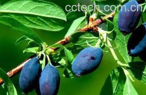 蓝锭果的营养价值和功效作用-0