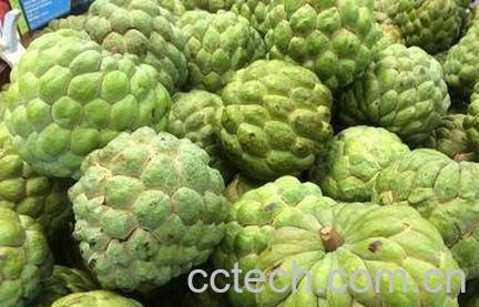 释迦果的功效与禁忌-0