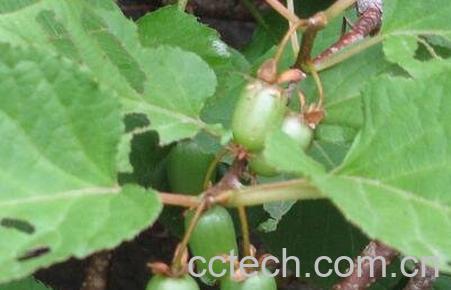 狗枣的营养价值-0