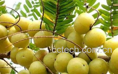 余甘果和什么不能同食-0