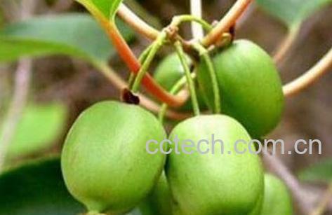 狗枣猕猴桃的营养价值-0