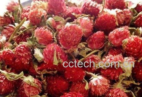 红巧梅的功效与禁忌-1