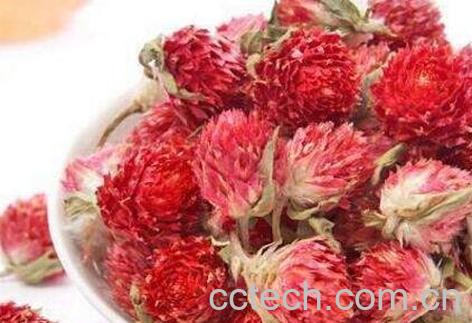 红巧梅的功效与禁忌-0