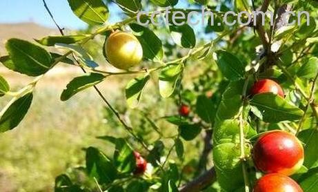 野枣树叶的功效与作用-0