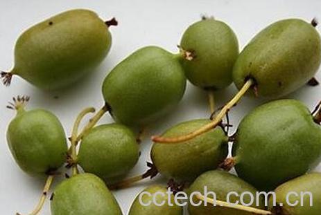 狗枣豆的营养价值-0