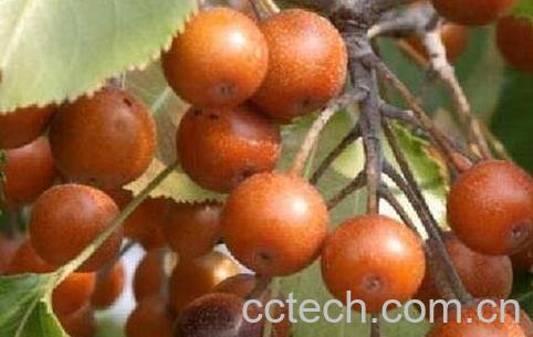 杜梨的药用价值 杜梨的功效与作用-0