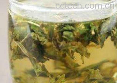 蒲公英茶哪些人不宜喝 蒲公英茶的功效与作用-0