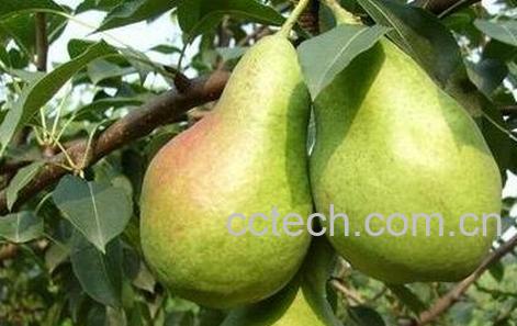 香蕉梨的营养价值与功效-0