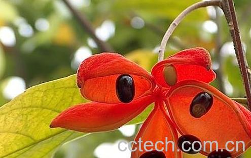 凤眼果的功效与作用-0