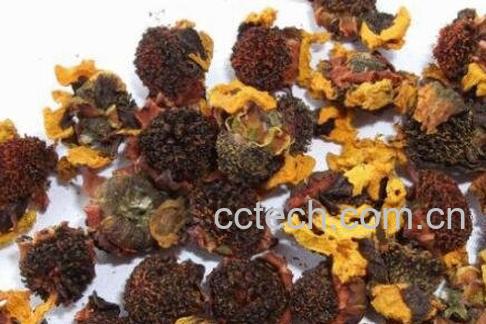 血菊茶的功效与禁忌-1