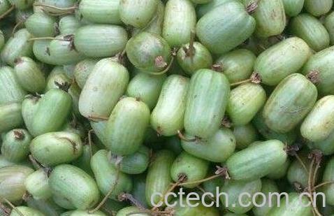 狗枣子的功效与作用-0