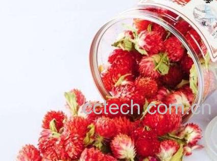 红巧梅花茶的功效与禁忌-1