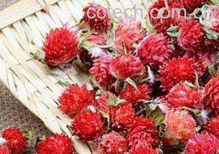 红巧梅花茶的功效与禁忌-0