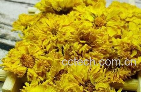 黄菊花茶的功效与禁忌-0