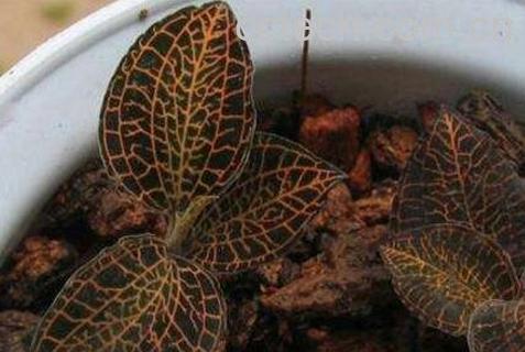 金线莲茶的功效与禁忌-1