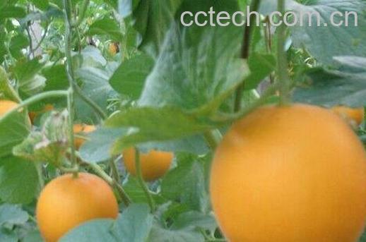 金蜜瓜营养价值和功效作用-0