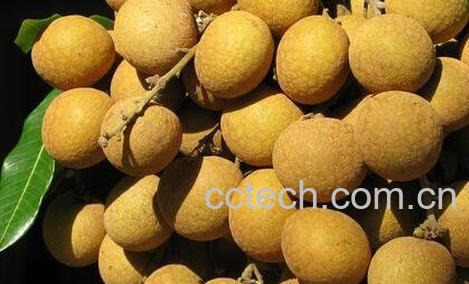 桂圆核的功效与作用有哪些-0