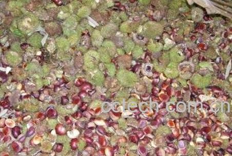 板栗外壳的功效与作用-0