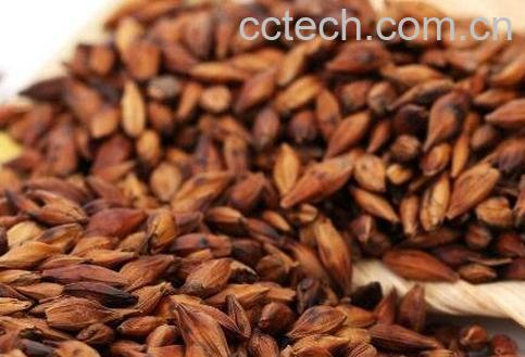  大麦茶的功效 喝大麦茶的禁忌-0